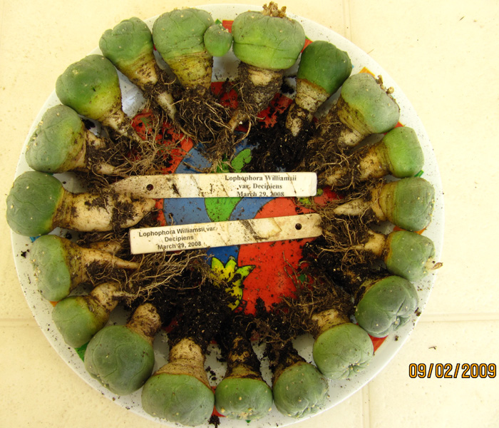 Lophophora Williamsii var. decipiens seedlings